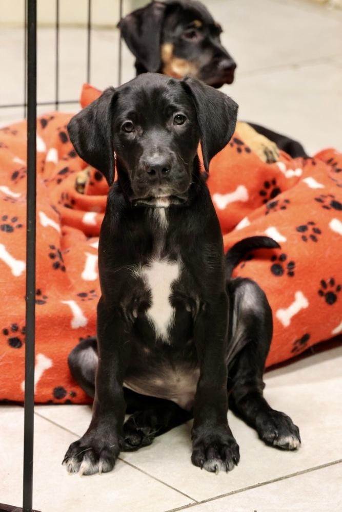 Croppy, Adoptable, Puppy Male Labrador Retriever.