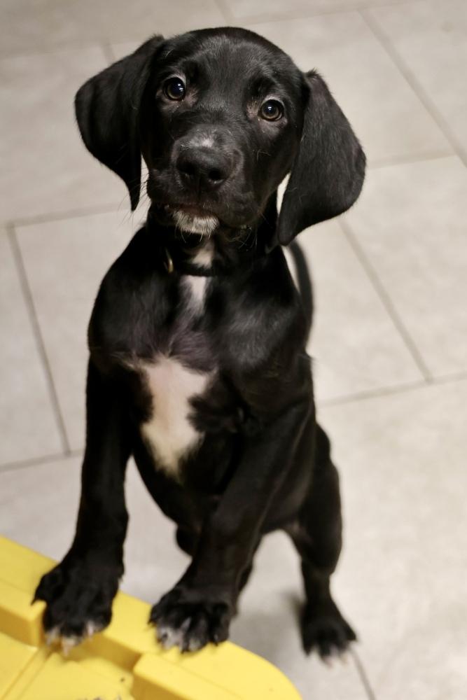 Enlarge Croppy, a Adoptable mixed breed in TUCSON, AZ image 2/2