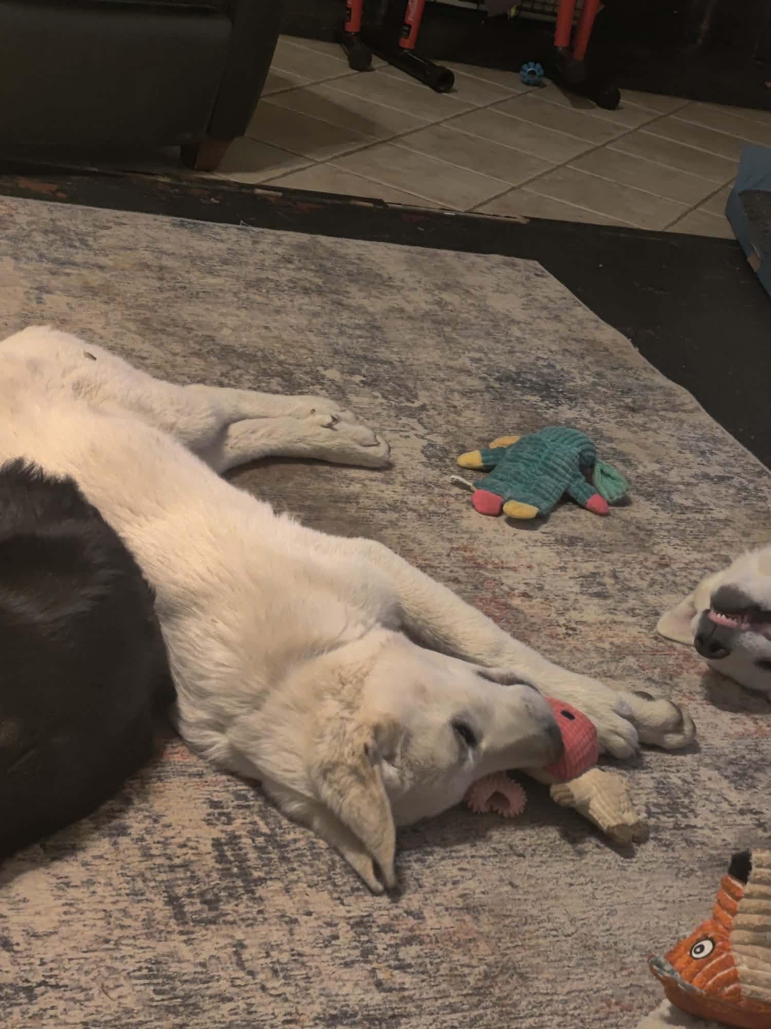 Enlarge Bean, a ADOPTABLE mixed breed in Kiowa, OK image 4/5