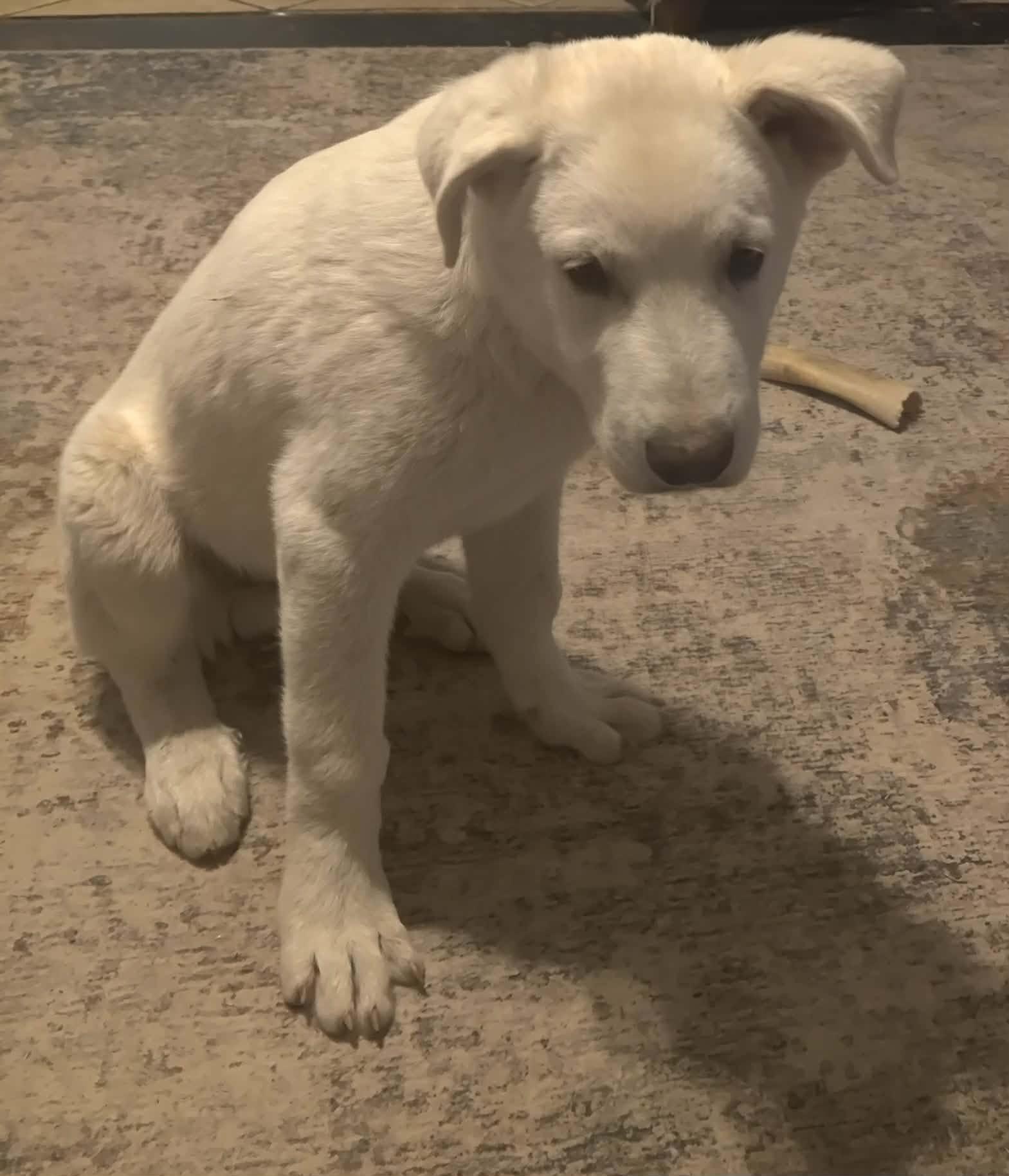 Enlarge Bean, a ADOPTABLE mixed breed in Kiowa, OK image 5/5