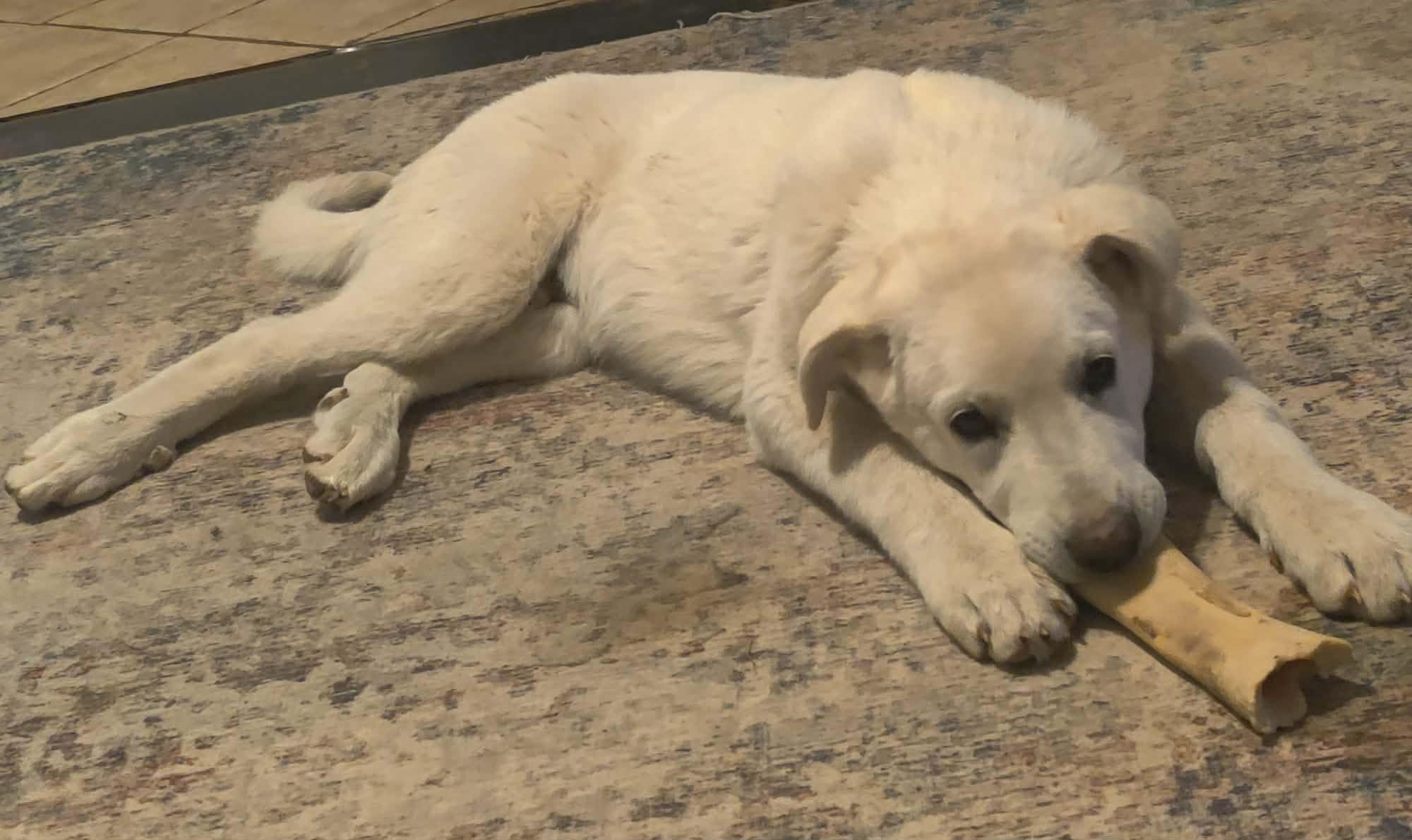 Enlarge Bean, a ADOPTABLE mixed breed in Kiowa, OK image 2/5