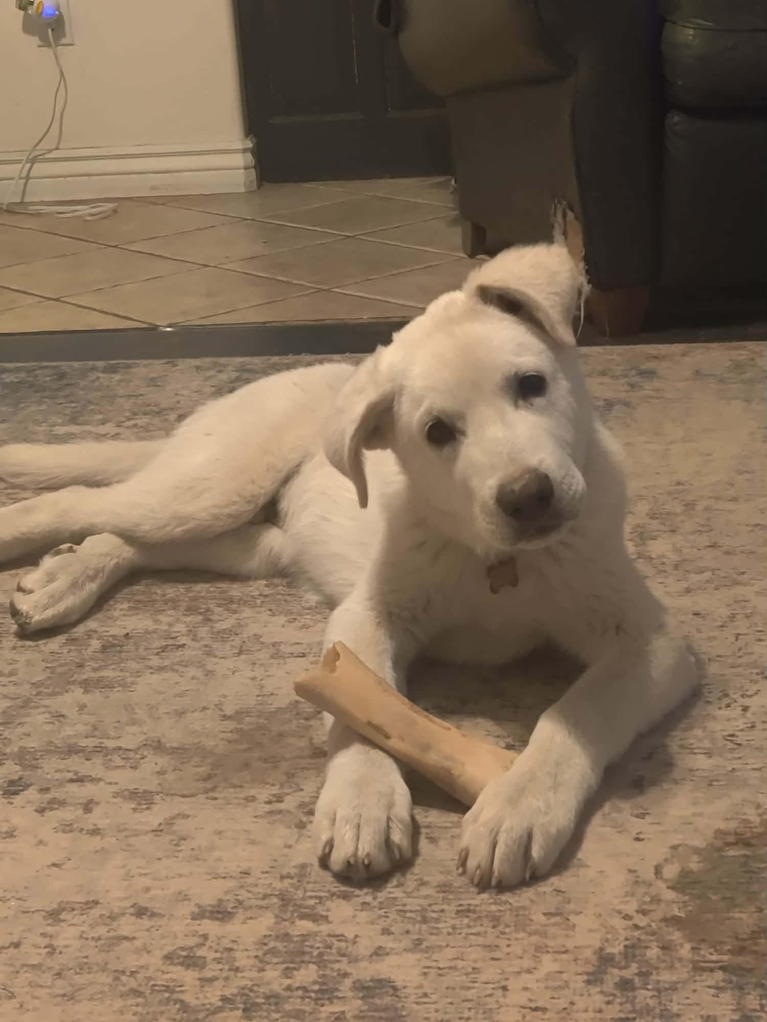 Enlarge Bean, a ADOPTABLE mixed breed in Kiowa, OK image 3/5