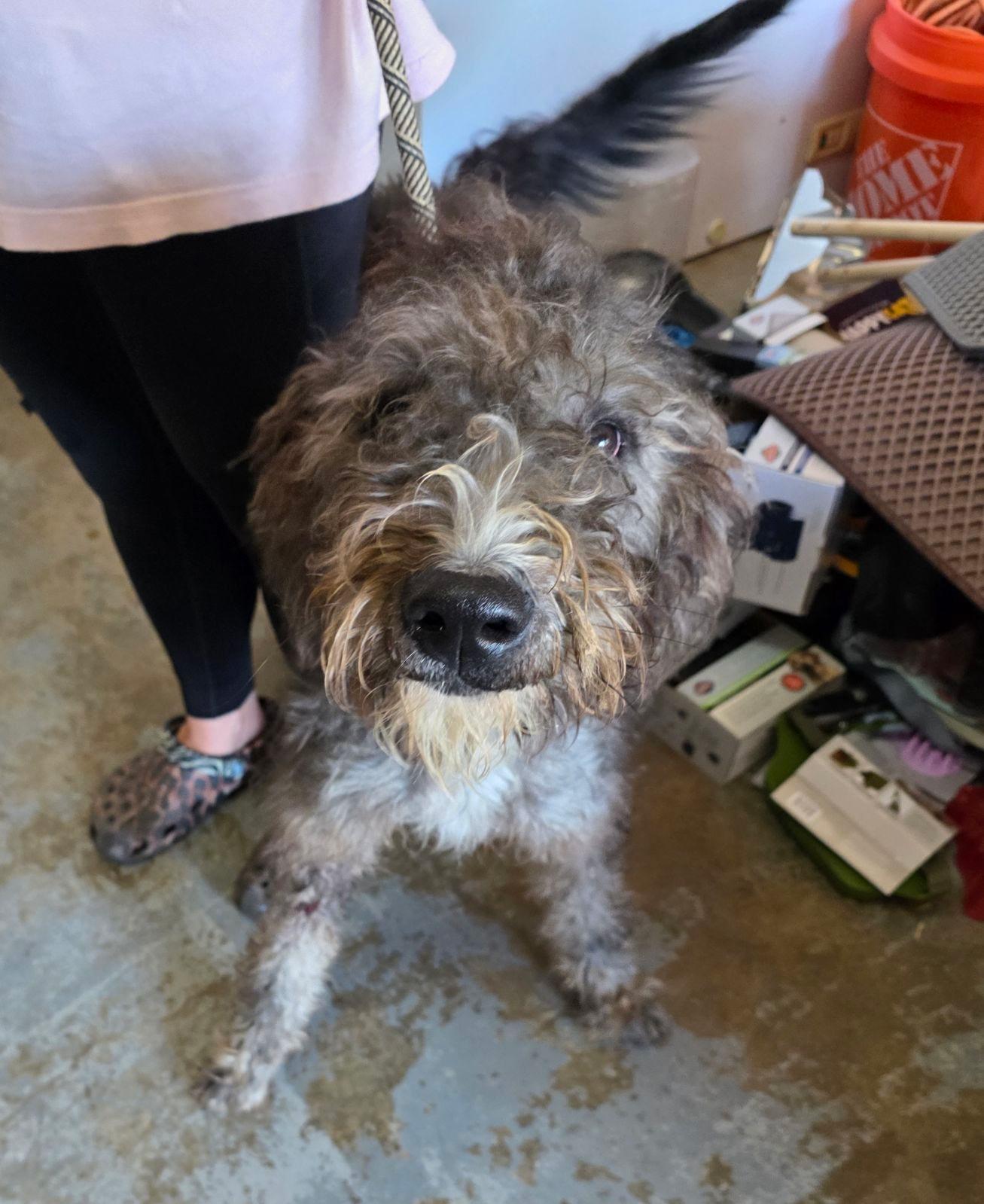 Greyson, an adoptable Labradoodle in Zimmerman, MN, 55398 | Photo Image 1