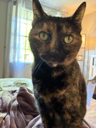 Winnie, Adoptable, Adult Female Domestic Short Hair & Domestic Short Hair.