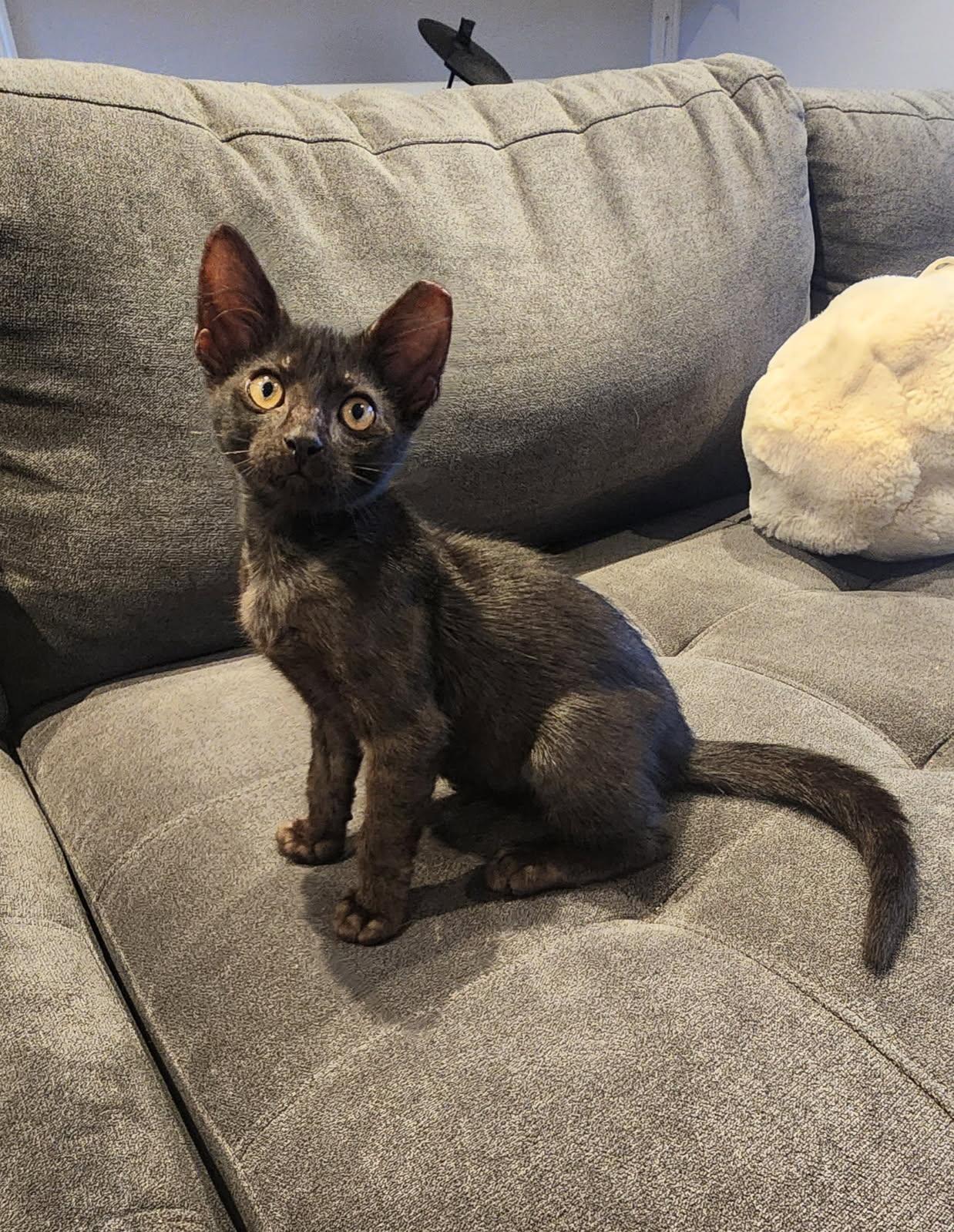 Squiddoo, Adoptable, Kitten Male Domestic Short Hair.