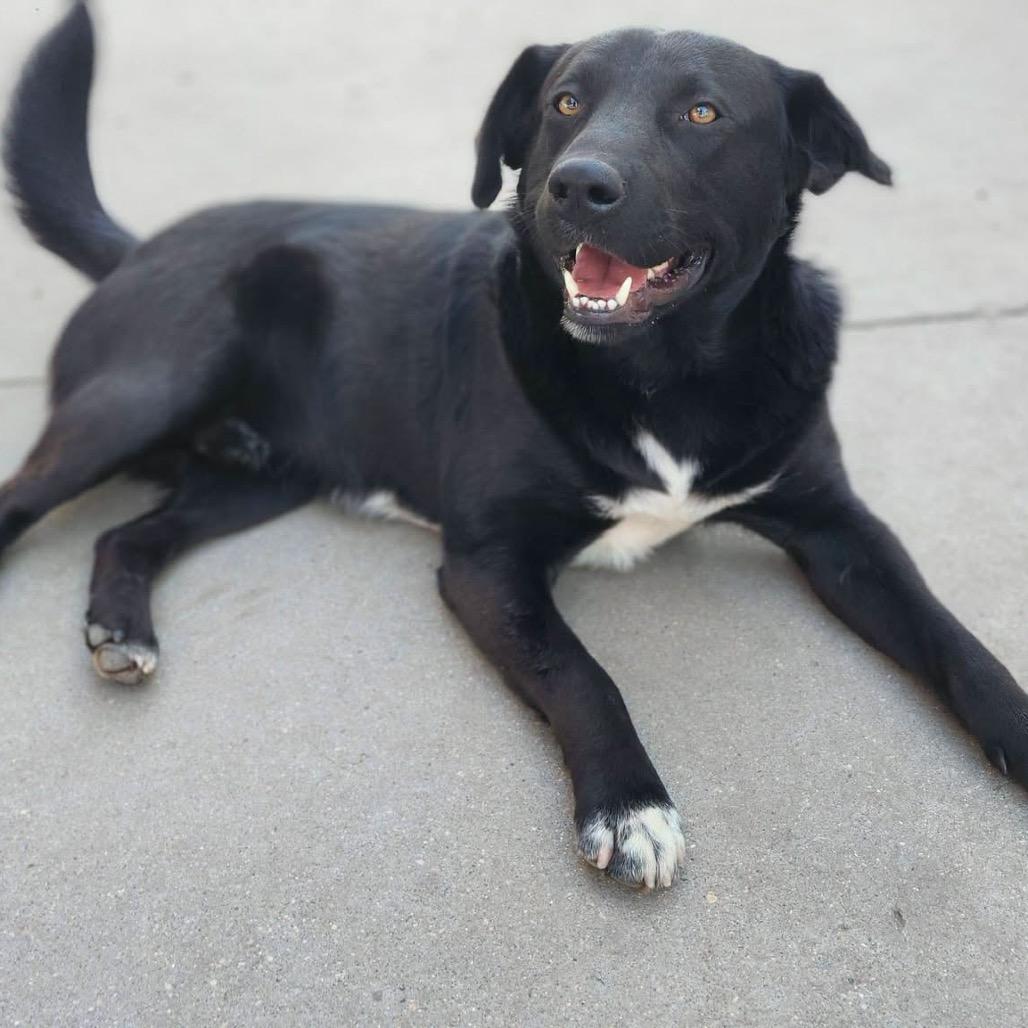 Enlarge Tux, a Adoptable mixed breed in Meadow Lake, SK image 1/4