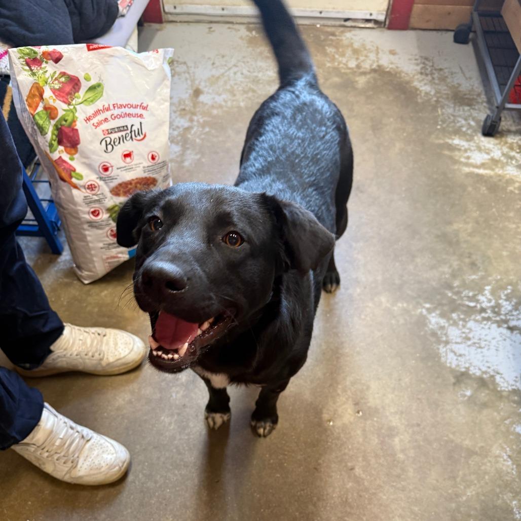 Tux, Adoptable, Young Male Black Labrador Retriever & Staffordshire Bull Terrier.
