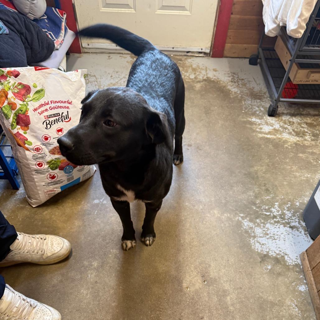 Enlarge Tux, a Adoptable mixed breed in Meadow Lake, SK image 2/3