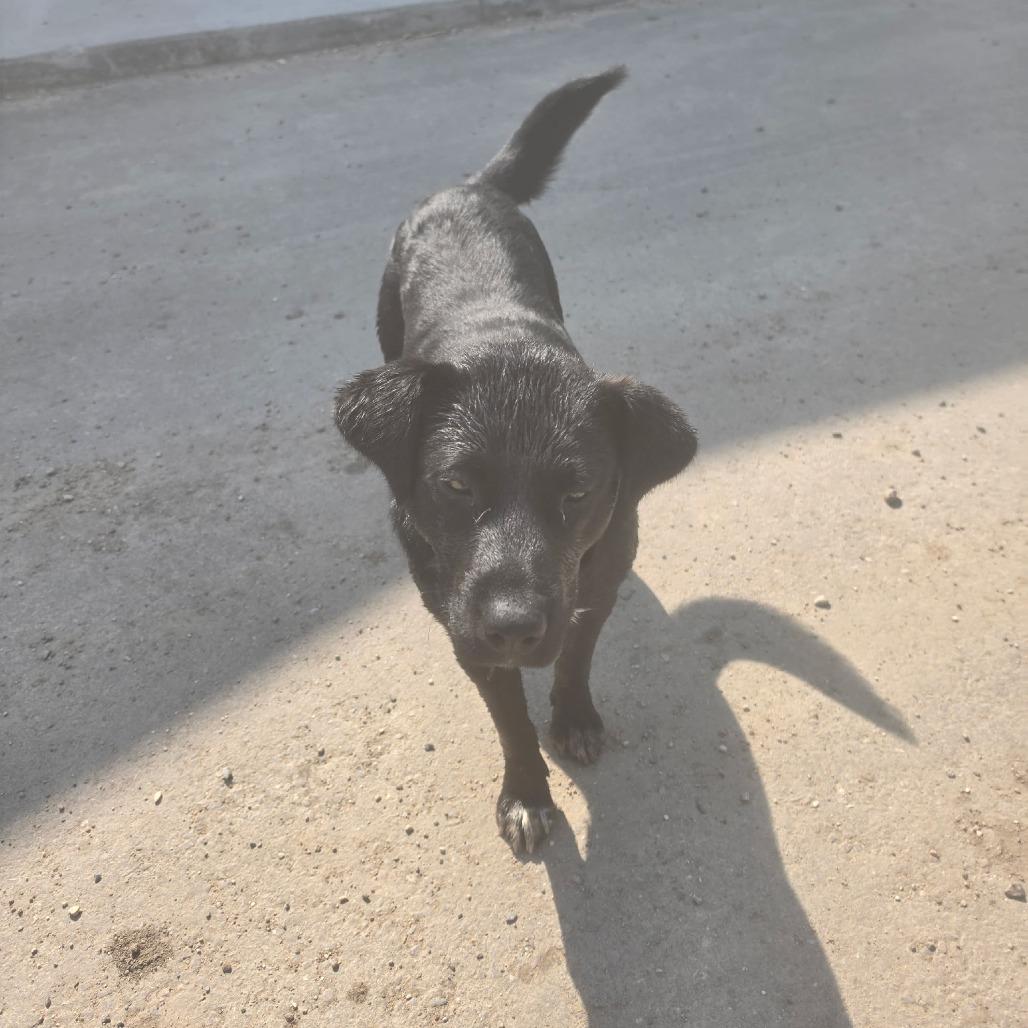 Enlarge Tux, a Adoptable mixed breed in Meadow Lake, SK image 3/3