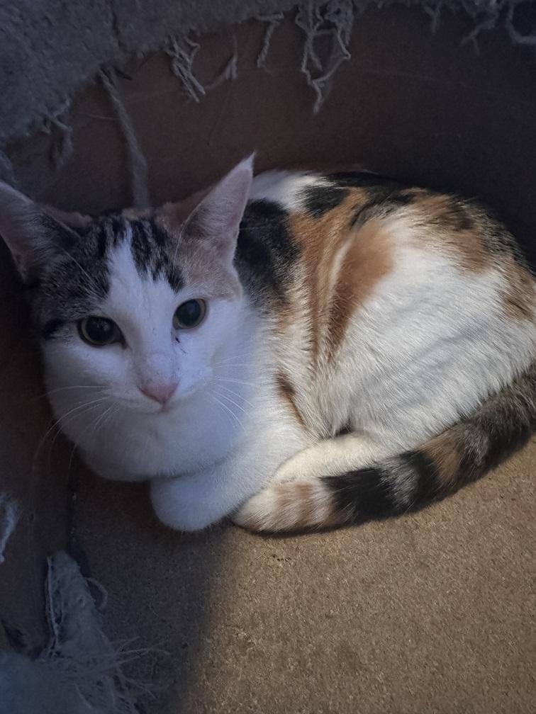 Enlarge Cally, a Adoptable Calico in Winnipeg, MB image 1/1