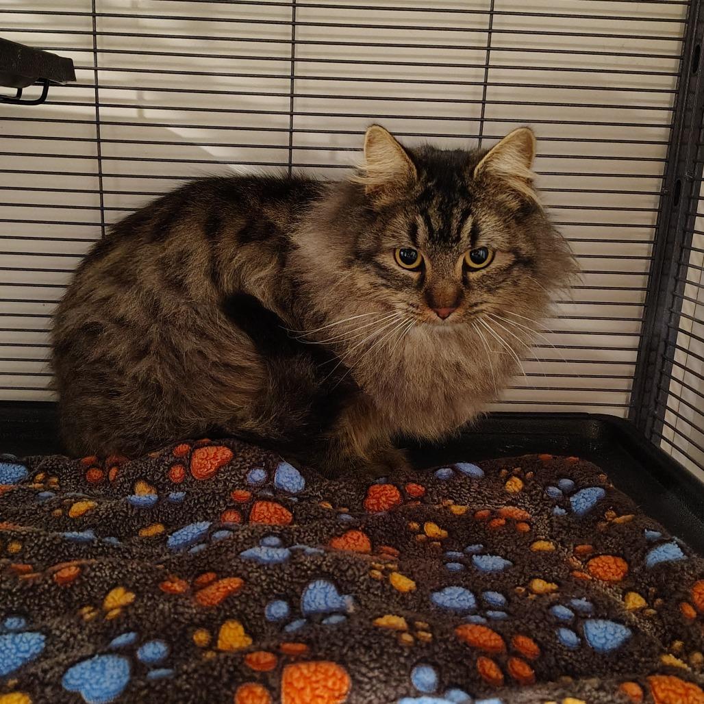 Judy, Adoptable, Young Female Domestic Long Hair & Domestic Medium Hair.