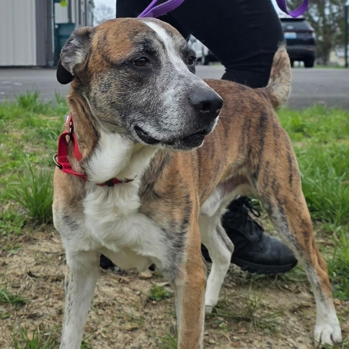 Enlarge Marble, a ADOPTABLE mixed breed in Shepherdsville, KY image 1/1