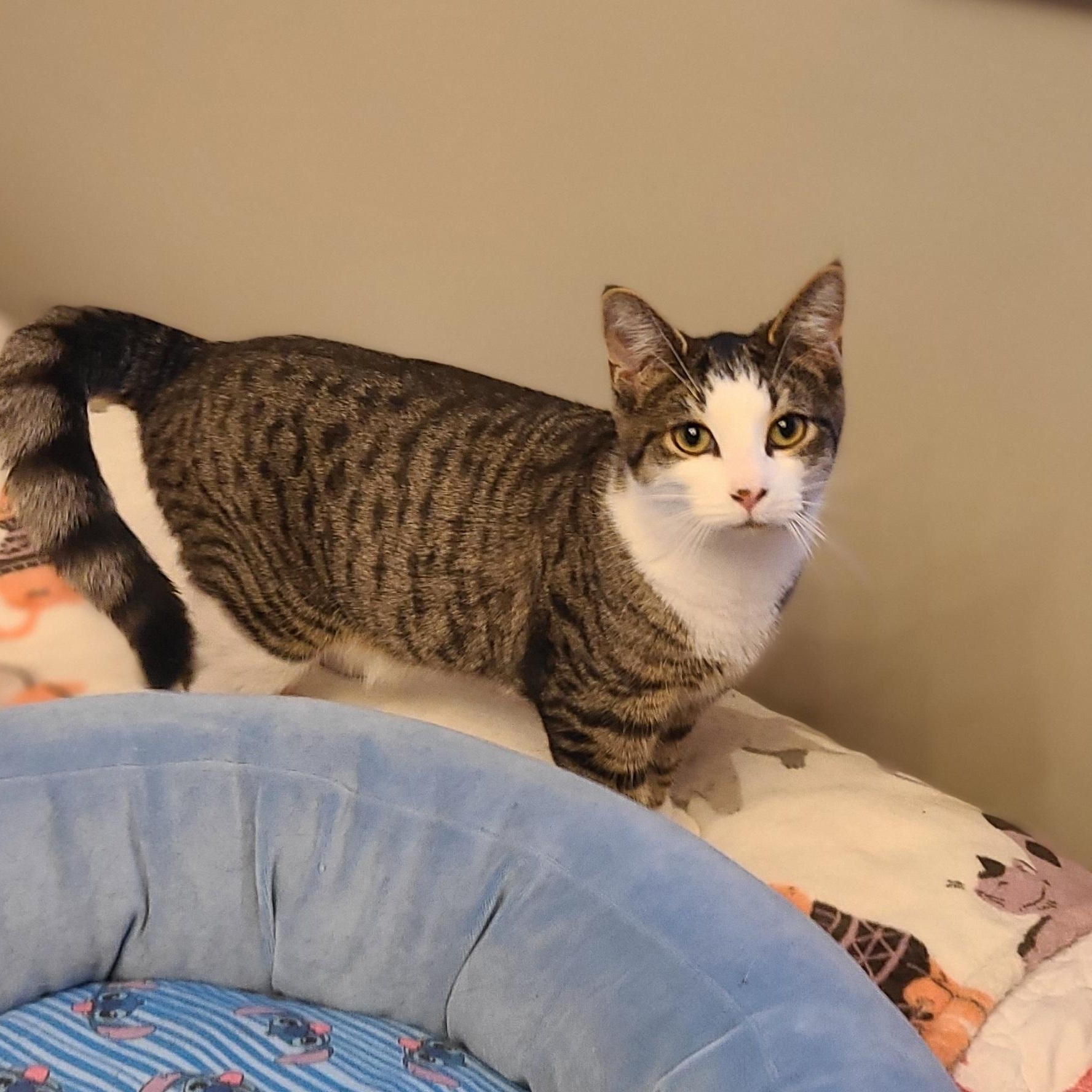 Enlarge Charlie, a ADOPTABLE Domestic Short Hair in Lewis Center, OH image 1/5