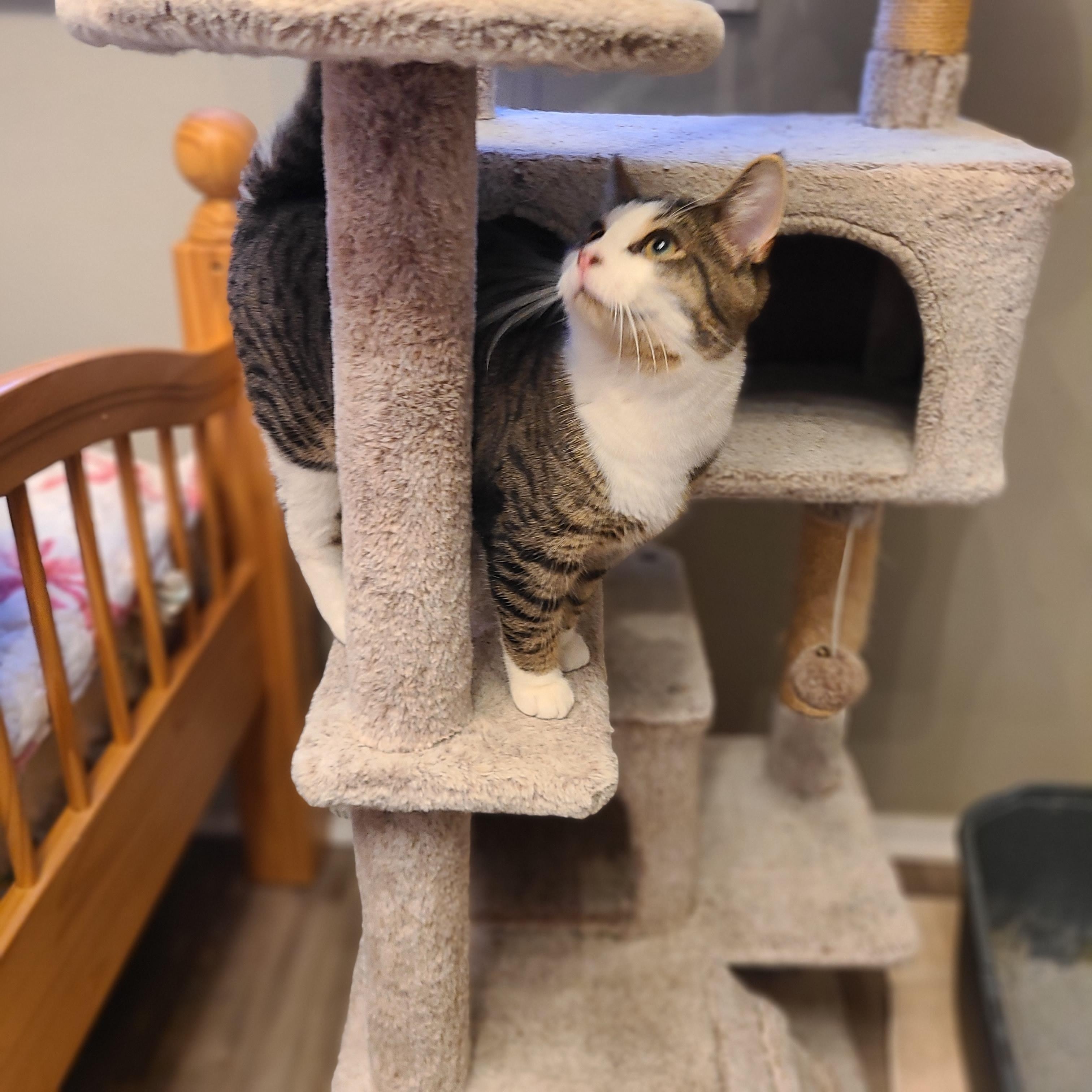 Enlarge Charlie, a ADOPTABLE Domestic Short Hair in Lewis Center, OH image 2/5