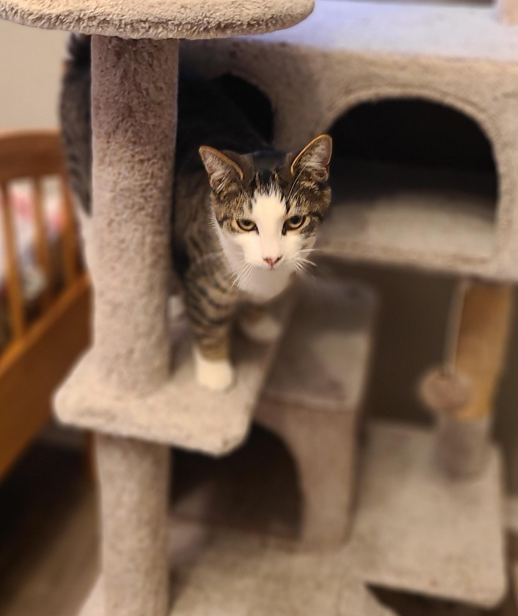 Enlarge Charlie, a ADOPTABLE Domestic Short Hair in Lewis Center, OH image 3/5