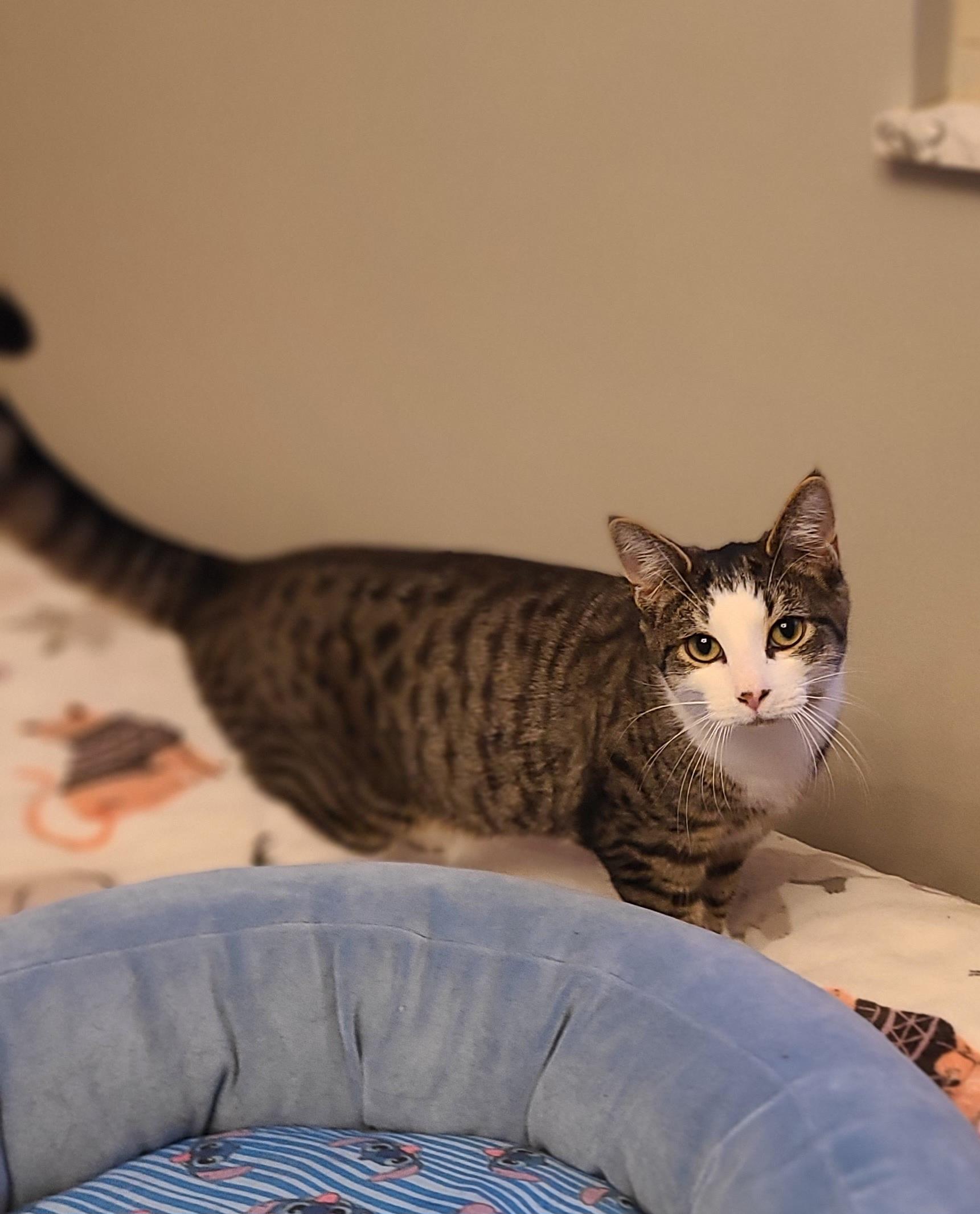 Enlarge Charlie, a ADOPTABLE Domestic Short Hair in Lewis Center, OH image 4/5