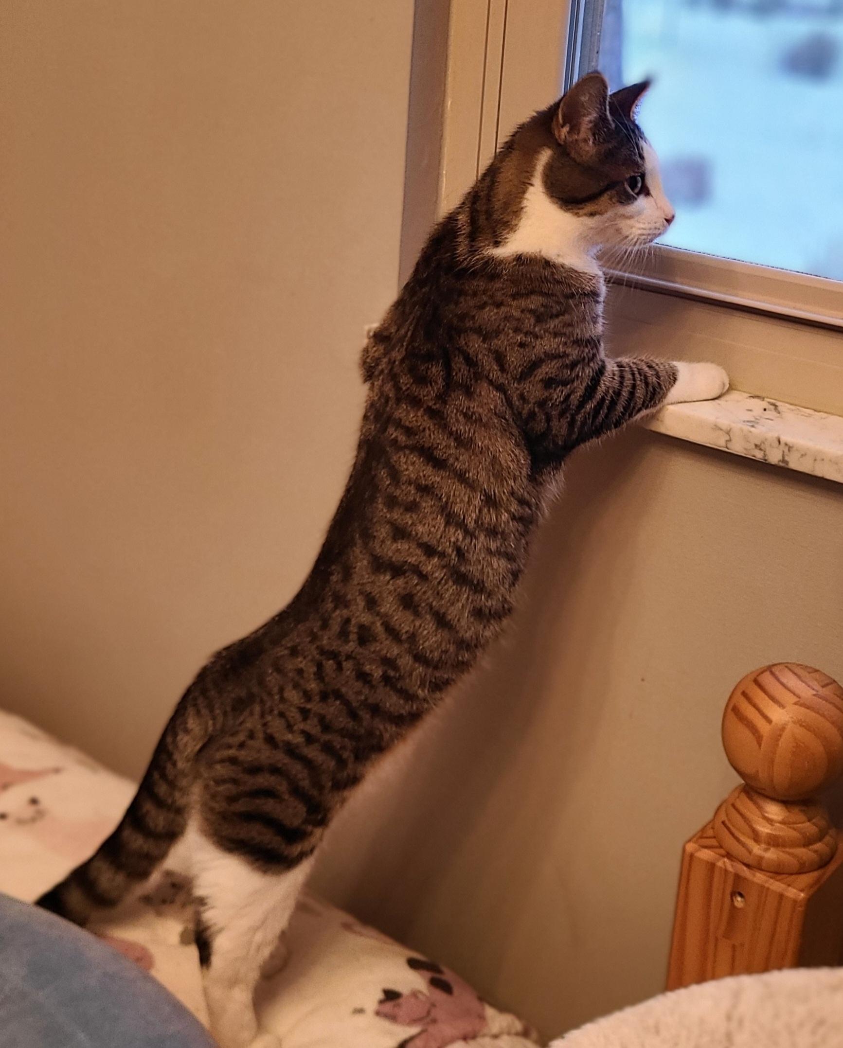 Enlarge Charlie, a ADOPTABLE Domestic Short Hair in Lewis Center, OH image 5/5