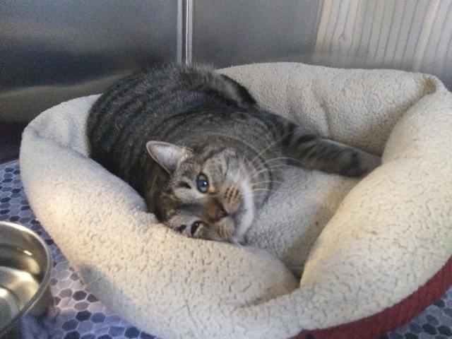 Enlarge Winzling, an adopted Domestic Short Hair in Libby, MT image 6/6