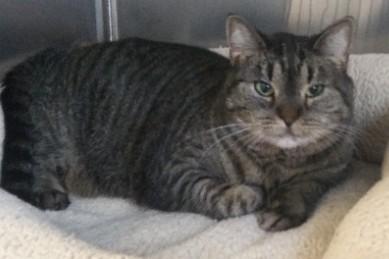 Winzling, adopted, Adult Female Domestic Short Hair.