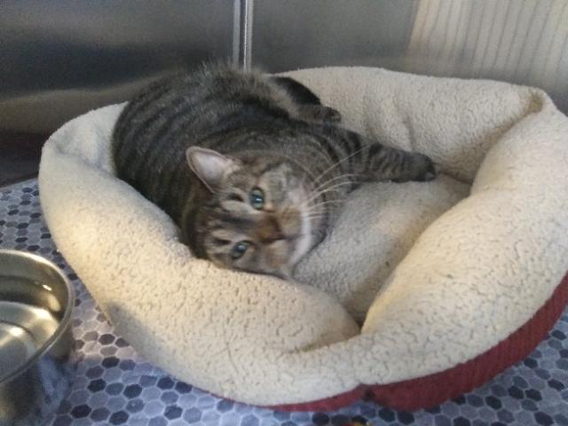 Enlarge Winzling, an adopted Domestic Short Hair in Libby, MT image 5/6