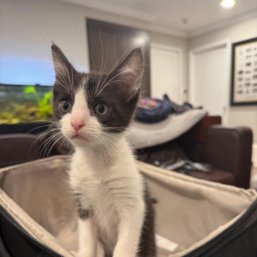 Jersey, a Adoptable Domestic Short Hair in Escondido, CA image 1/6