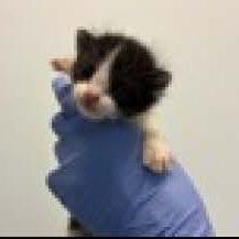 Jersey, a Adoptable Domestic Short Hair in Escondido, CA image 2/6