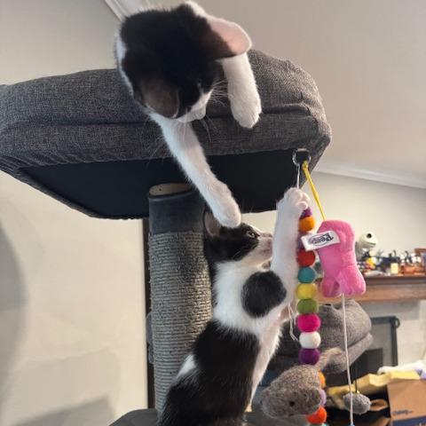 Jersey, a Adoptable Domestic Short Hair in Escondido, CA image 3/6