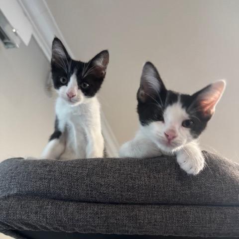 Jersey, a Adoptable Domestic Short Hair in Escondido, CA image 4/6