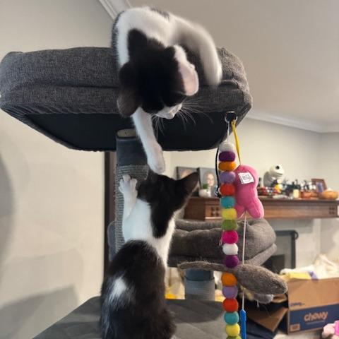 Jersey, a Adoptable Domestic Short Hair in Escondido, CA image 6/6