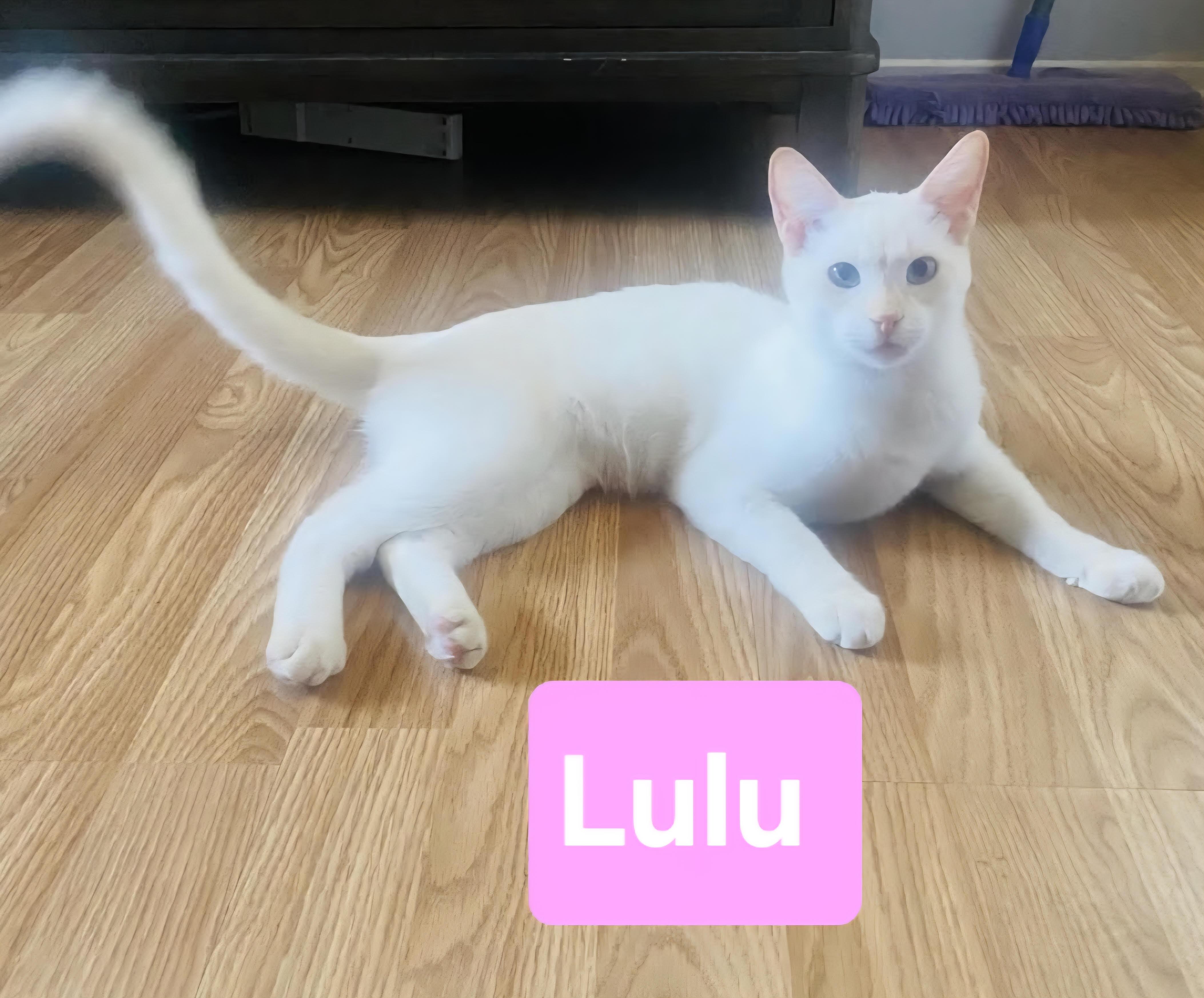 Lulu, Adoptable, Young Female Siamese.