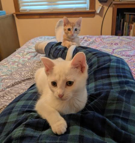 HEATHCLIFF (Orange) AND CATHY (White) *BONDED PAIR*, Adopted, Young Male Domestic Short Hair.