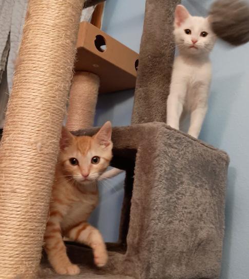 Enlarge HEATHCLIFF (Orange) AND CATHY (White) *BONDED PAIR*, a Adopted Domestic Short Hair in Charleston, WV image 2/2