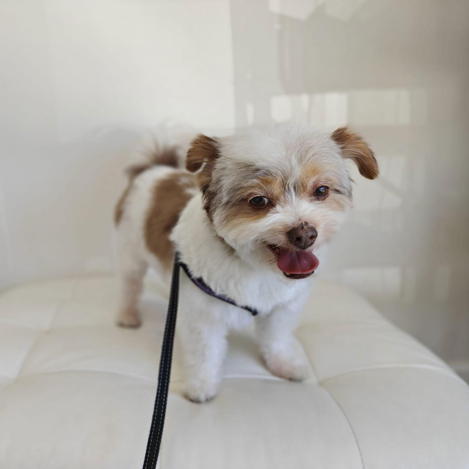 Ace, Adoptable, Senior Male Havanese.