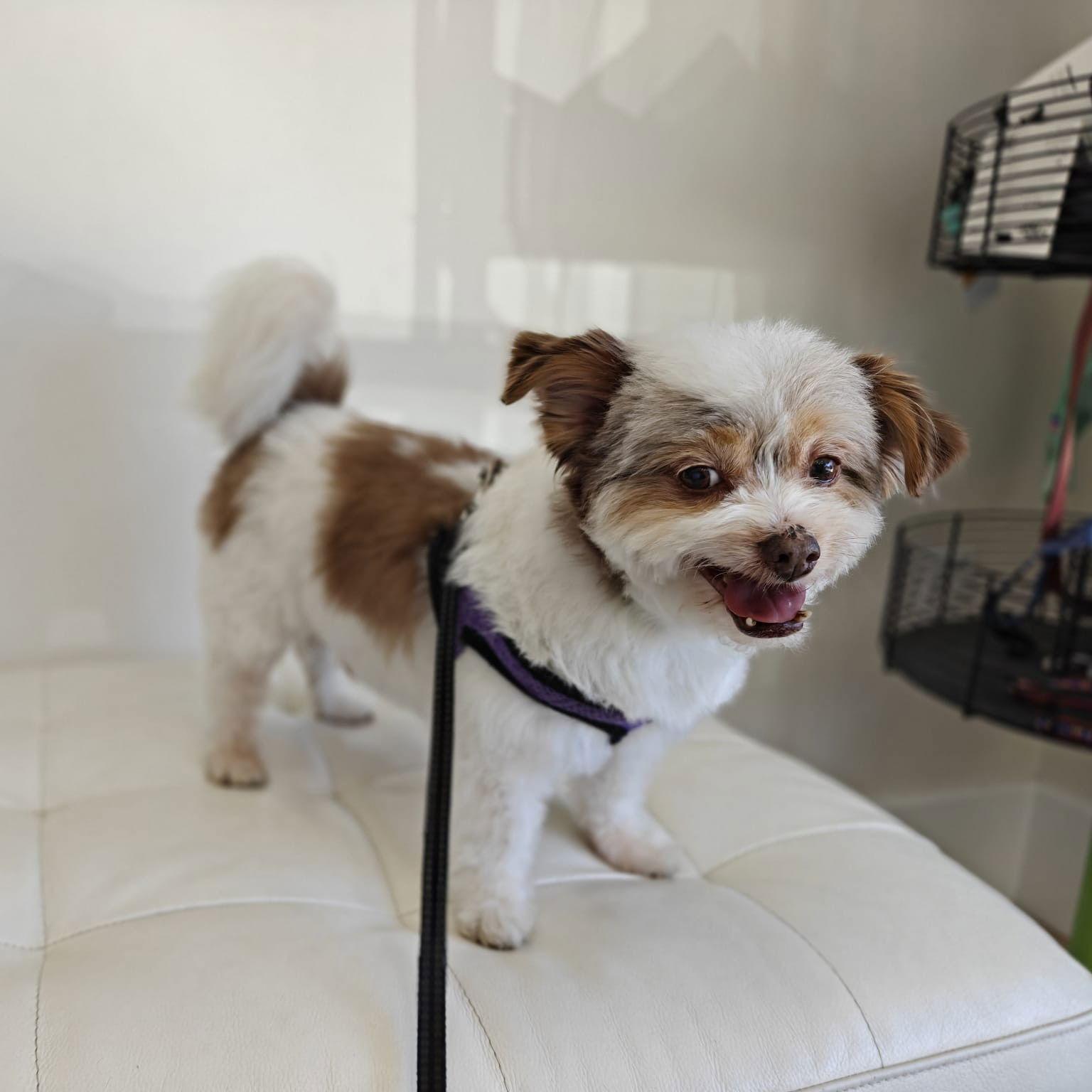 Ace, a Adoptable Havanese in San Jose, CA image 2/3