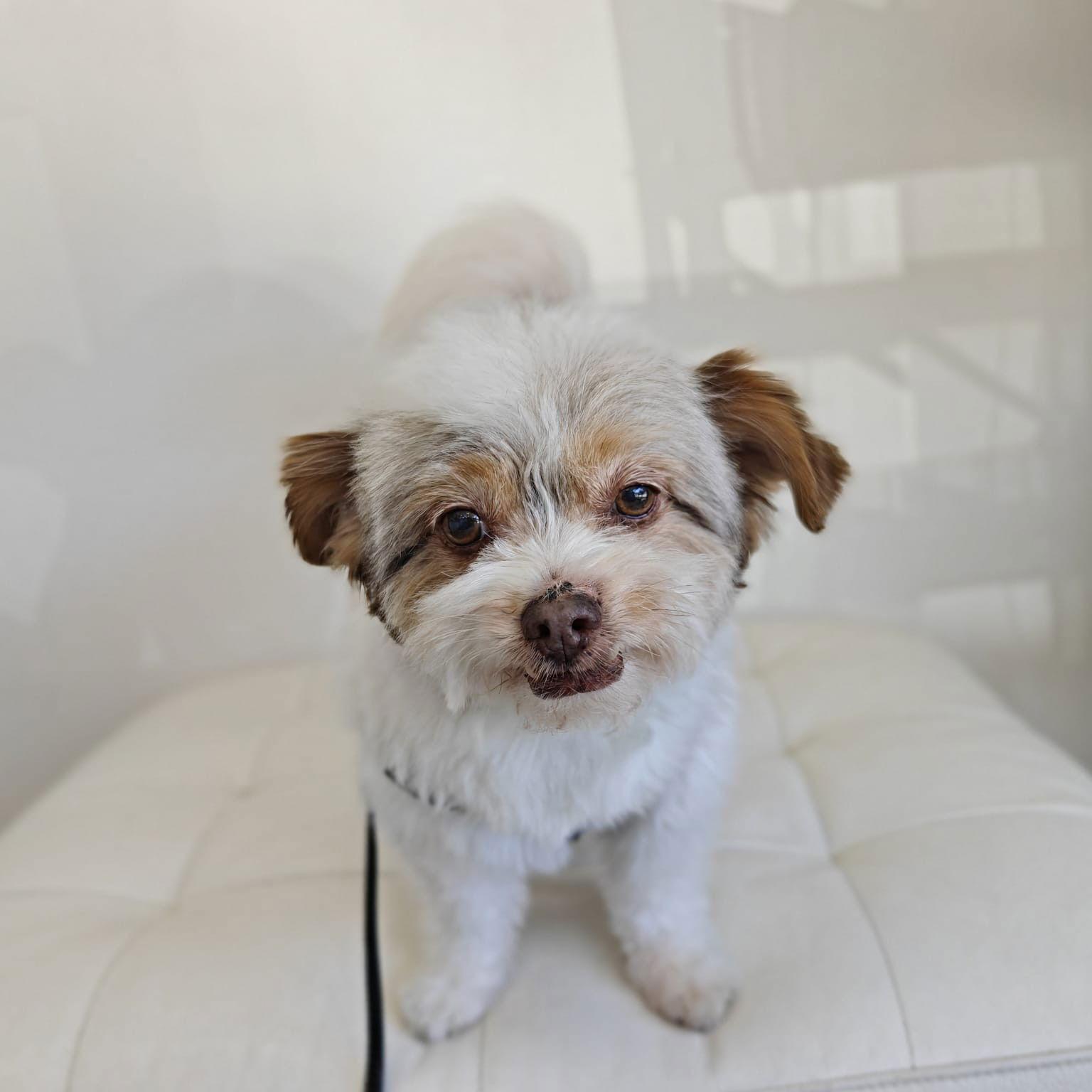 Ace, a Adoptable Havanese in San Jose, CA image 3/3