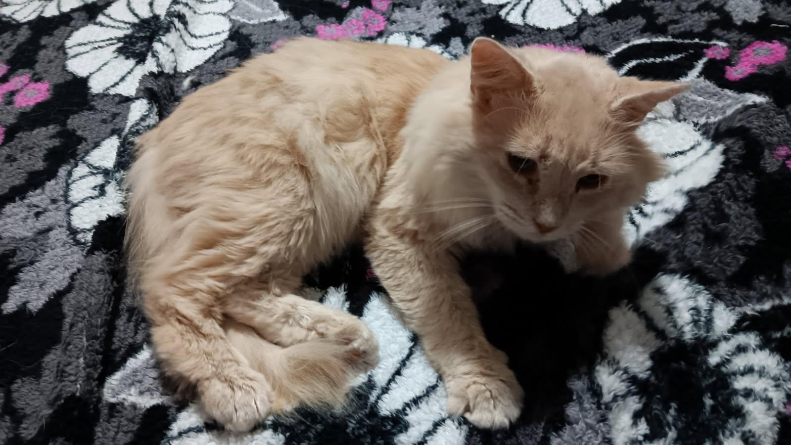 Bowie, a Adoptable mixed breed in Lawrenceville, GA image 2/3