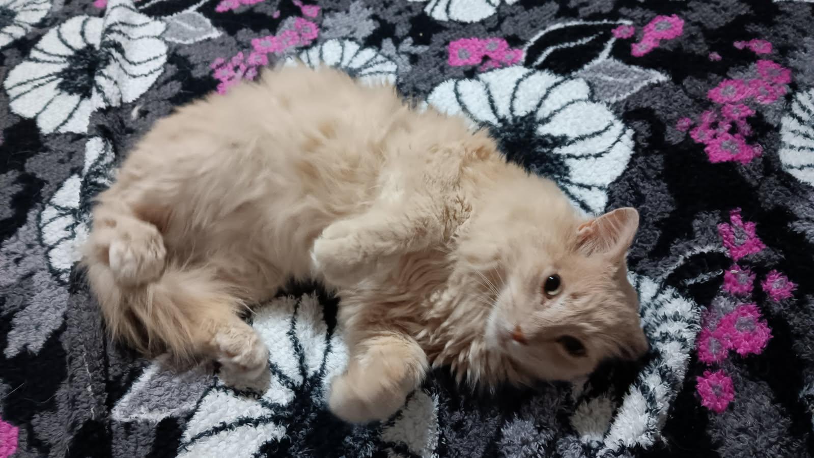 Cats for Adoption Near 30017, GA | Petfinder