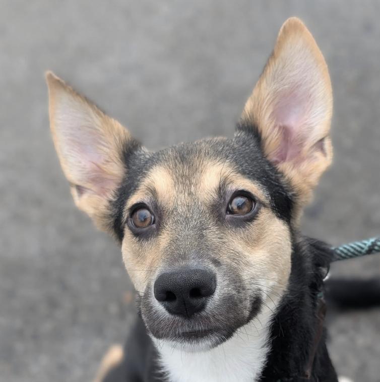 Bento, Adoptable, Young Male Shepherd & Cattle Dog.