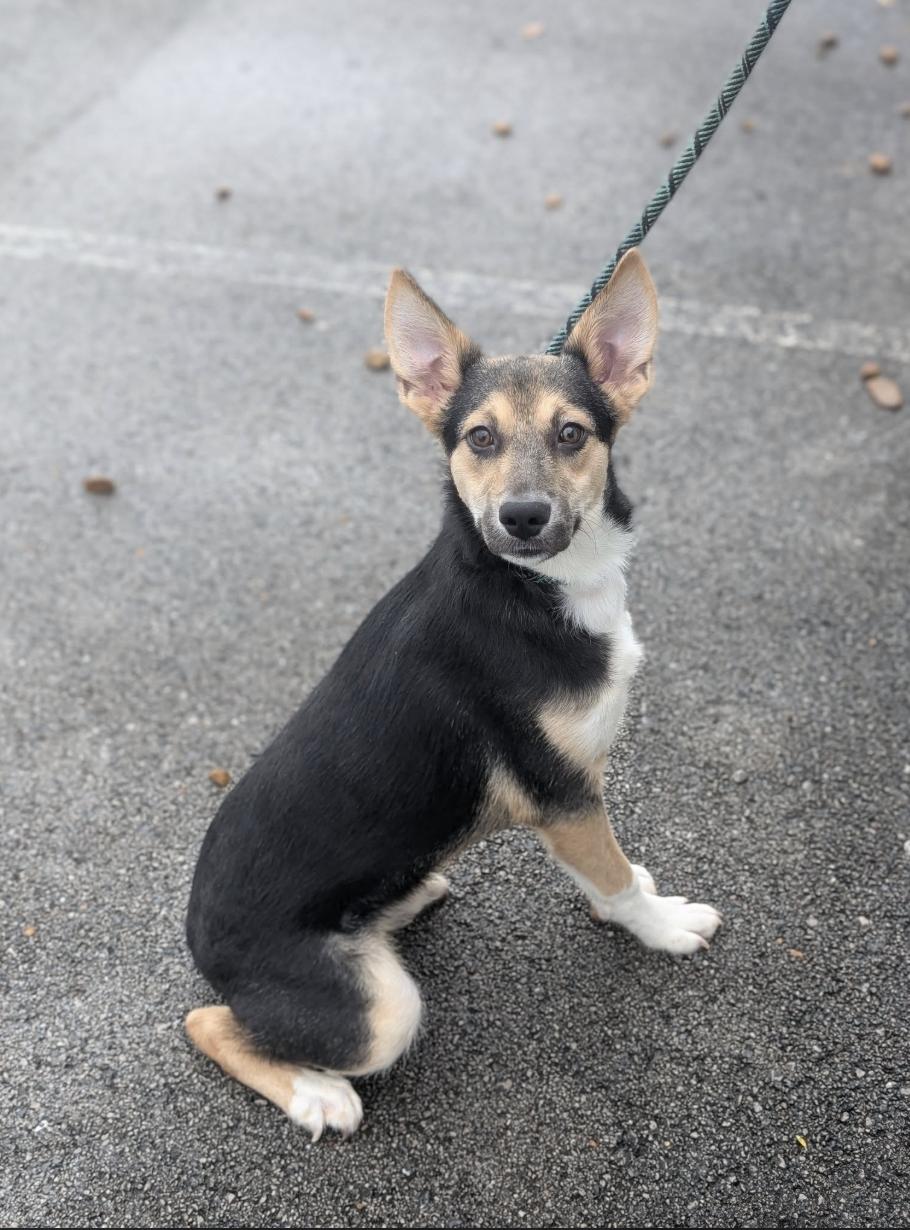 Enlarge Bento, a Adoptable mixed breed in Woburn, MA image 4/6