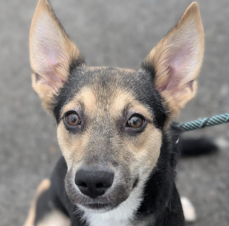 Enlarge Bento, a Adoptable mixed breed in Woburn, MA image 5/6