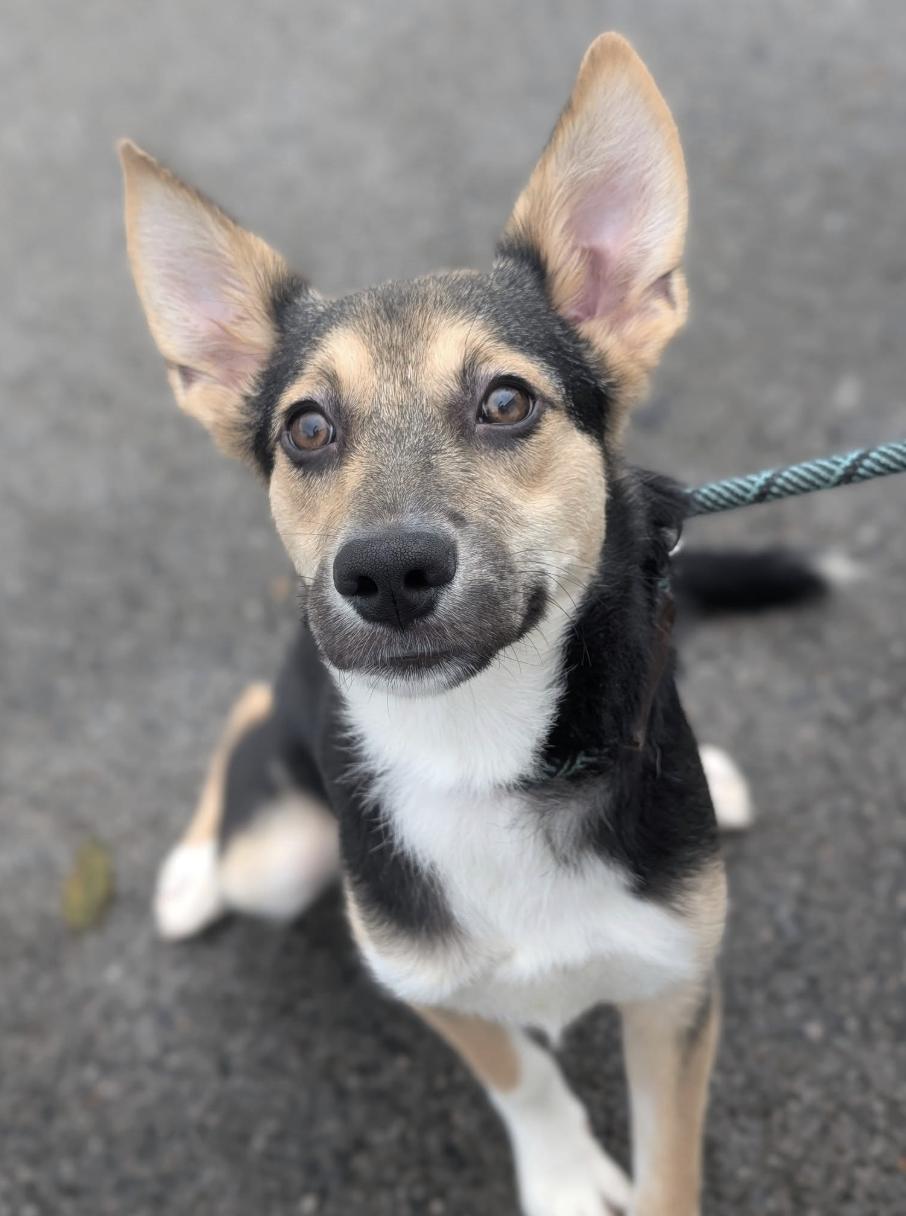 Enlarge Bento, a Adoptable mixed breed in Woburn, MA image 6/6