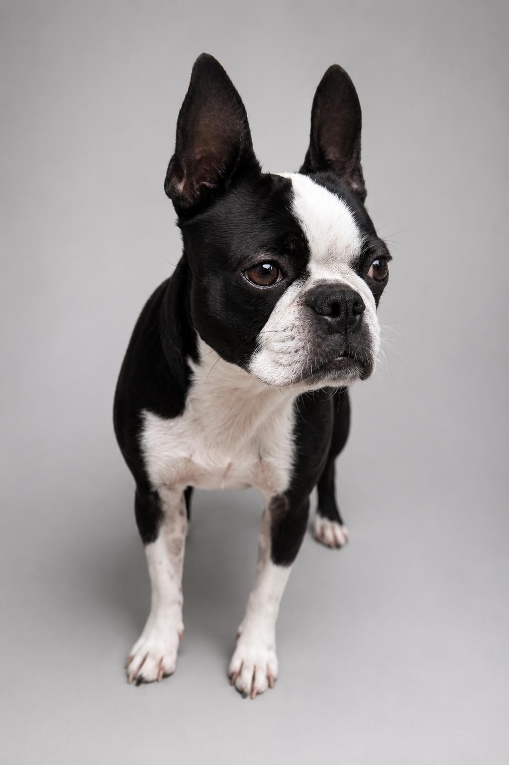 Rhea, a ADOPTABLE Boston Terrier in Navarre, FL image 2/2