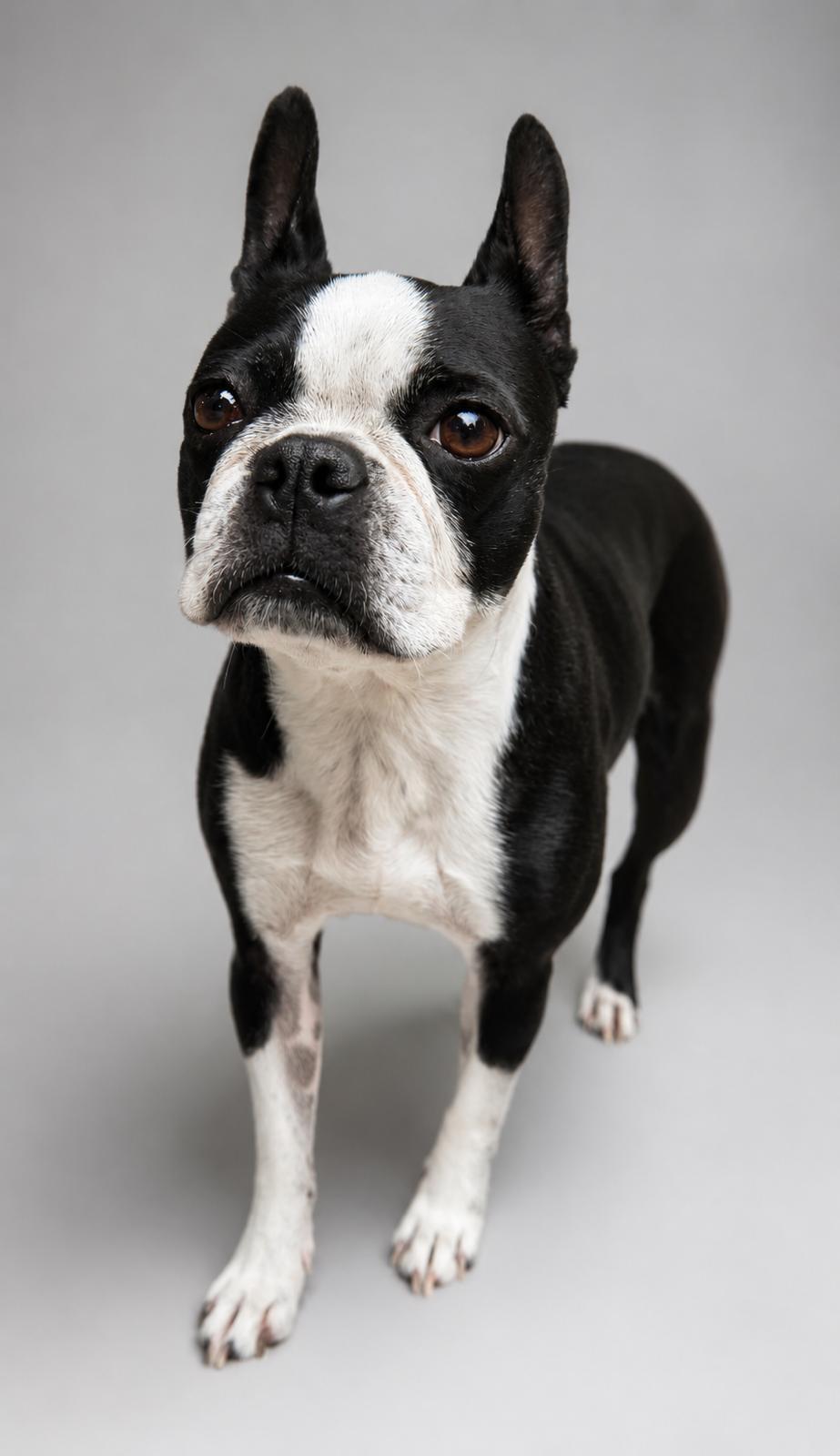 Rhea, a ADOPTABLE Boston Terrier in Navarre, FL image 1/2