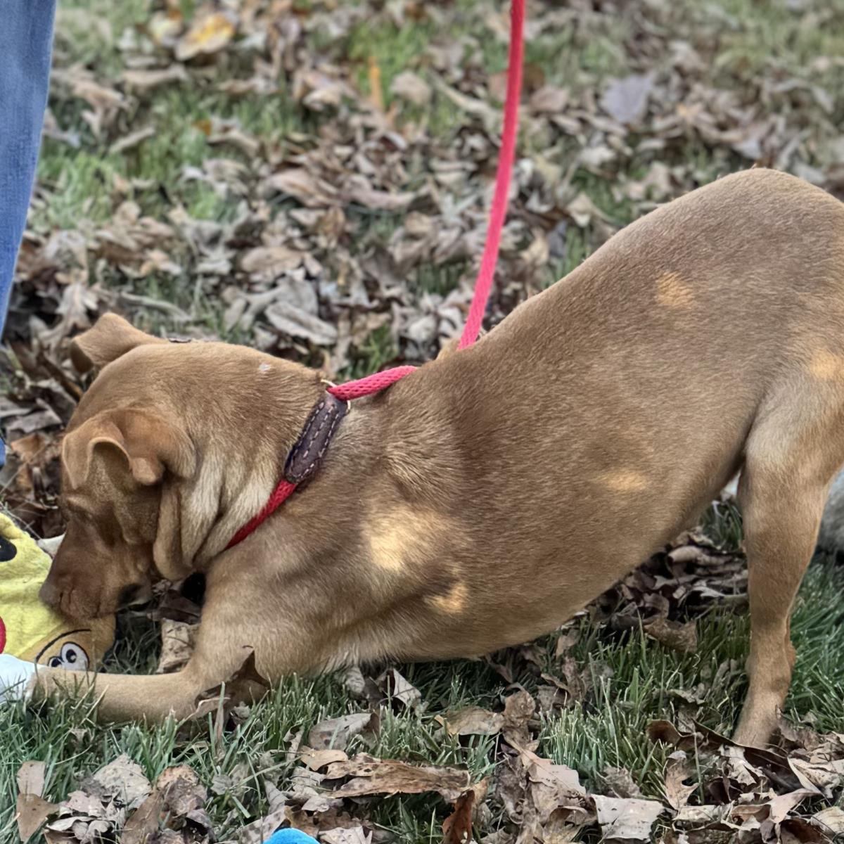 Blakely, Adoptable, Young Female Vizsla.