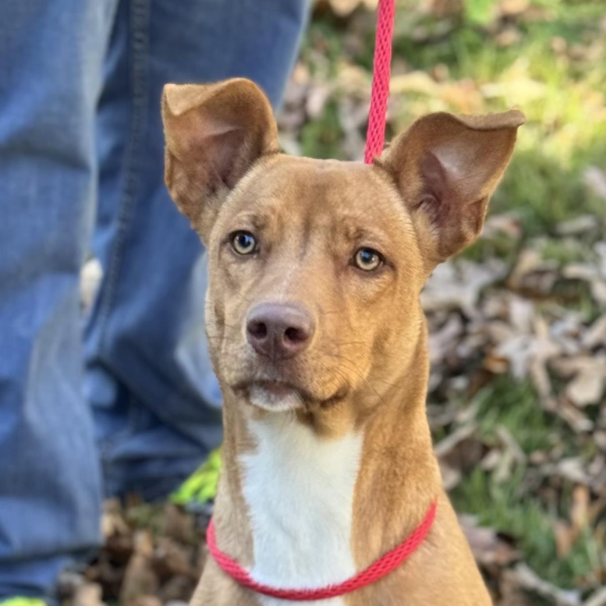 Enlarge Blakely, a Adoptable Vizsla in Locust Fork, AL image 2/3
