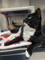 Phoebe, adopted, Adult Female Domestic Short Hair.