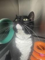 Enlarge Phoebe, an adopted Domestic Short Hair in Whitby, ON image 2/3