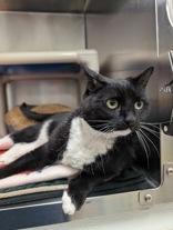 Enlarge Phoebe, an adopted Domestic Short Hair in Whitby, ON image 3/3