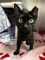 Agatha, adopted, Young Female Domestic Short Hair.