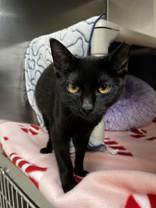 Enlarge Agatha, an adoption pending Domestic Short Hair in Whitby, ON image 3/3